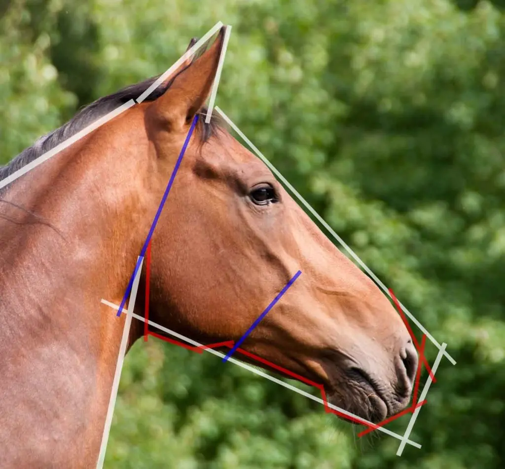 Como desenhar um cavalo (74 fotos): instruções passo a passo com