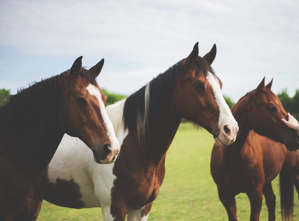 Como desenhar um cavalo (74 fotos): instruções passo a passo com