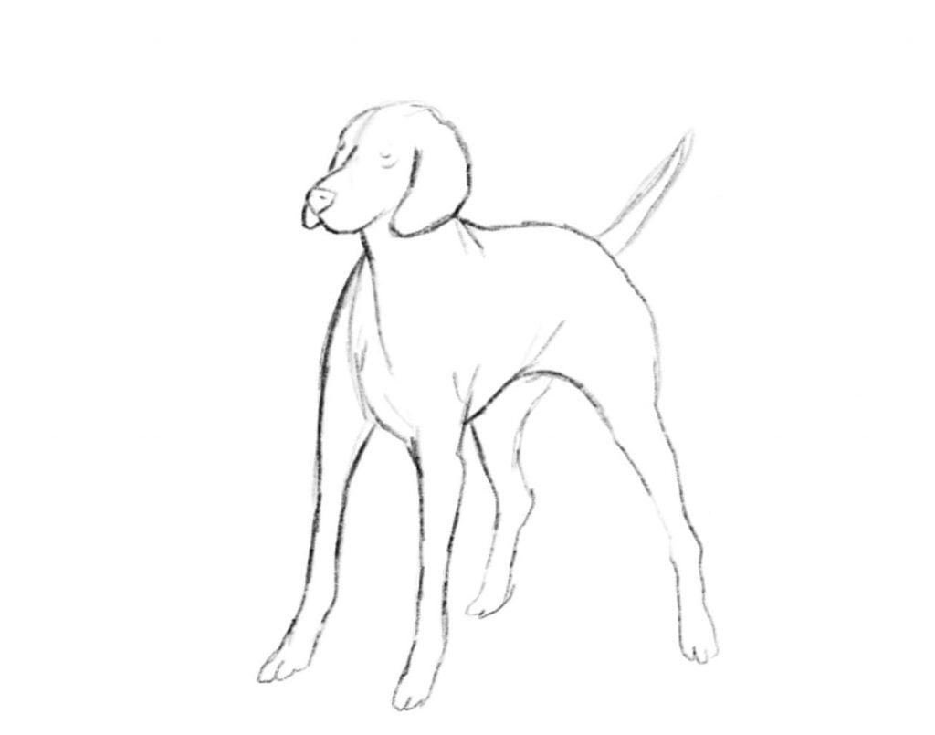 come disegnare un cane step due 1024x805 1 - Como desenhar um cachorro