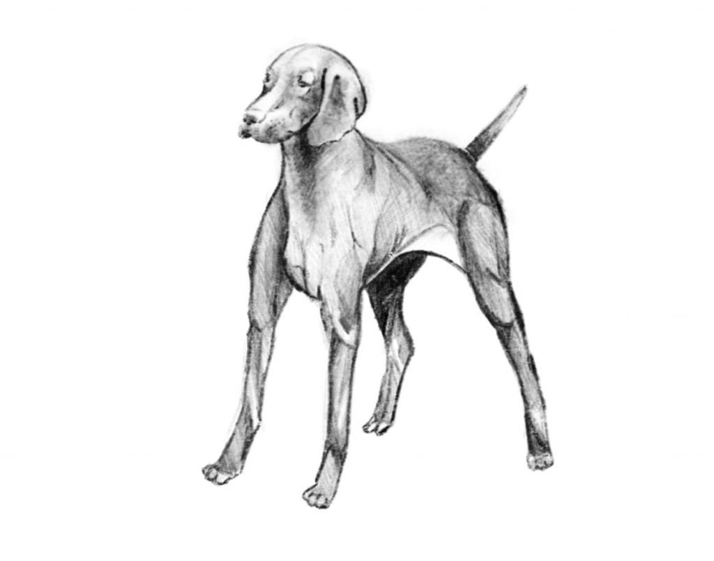 come disegnare un cane step quattro 1024x804 1 - Como desenhar um cachorro