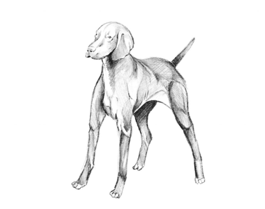 come disegnare un cane step tre 1024x805 1 - Como desenhar um cachorro