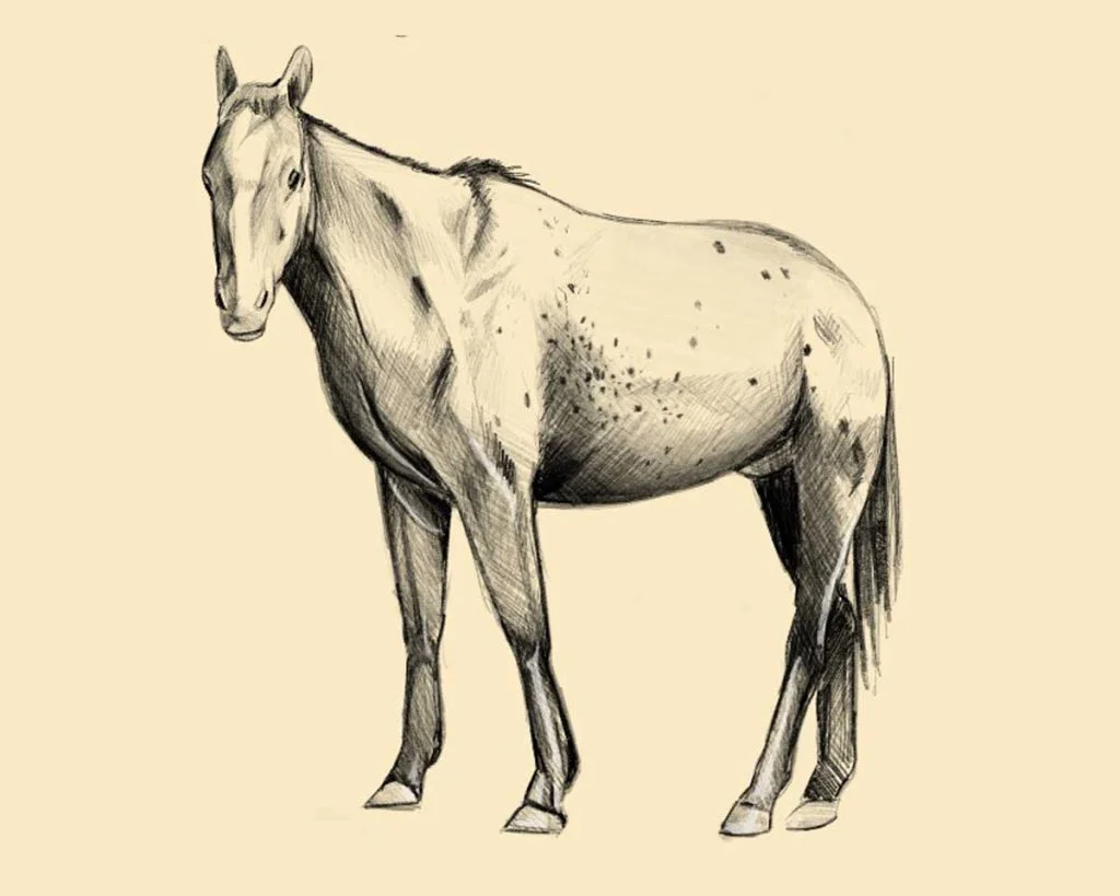 Como desenhar um cavalo Desenho Pintura Esboço, cavalo, cavalo, branco,  mamífero png
