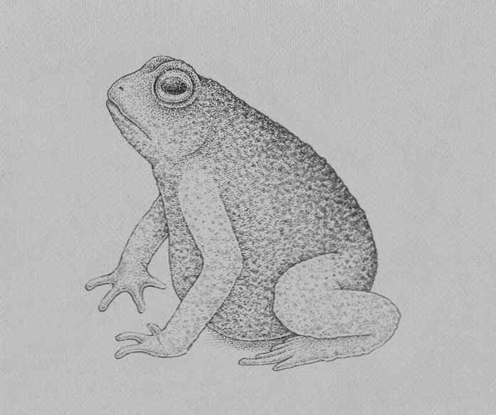 how to draw a frog step by step 22 - Como Desenhar Um Sapo